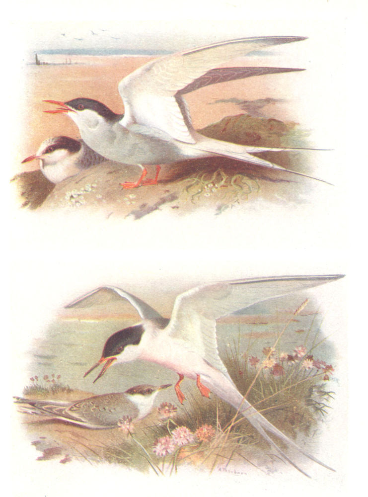 BRITISH BIRDS. Arctic Tern; Roseate Tern. THORBURN 1925 old vintage print